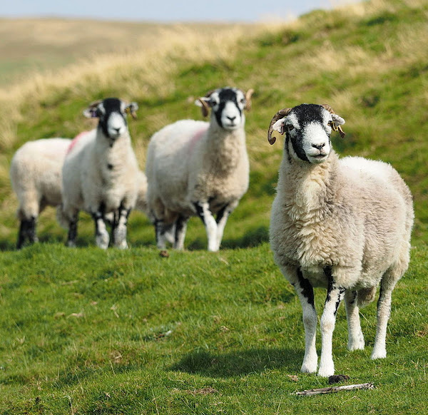 Combien les moutons mangent-ils ? Guide quotidien, mensuel et annuel