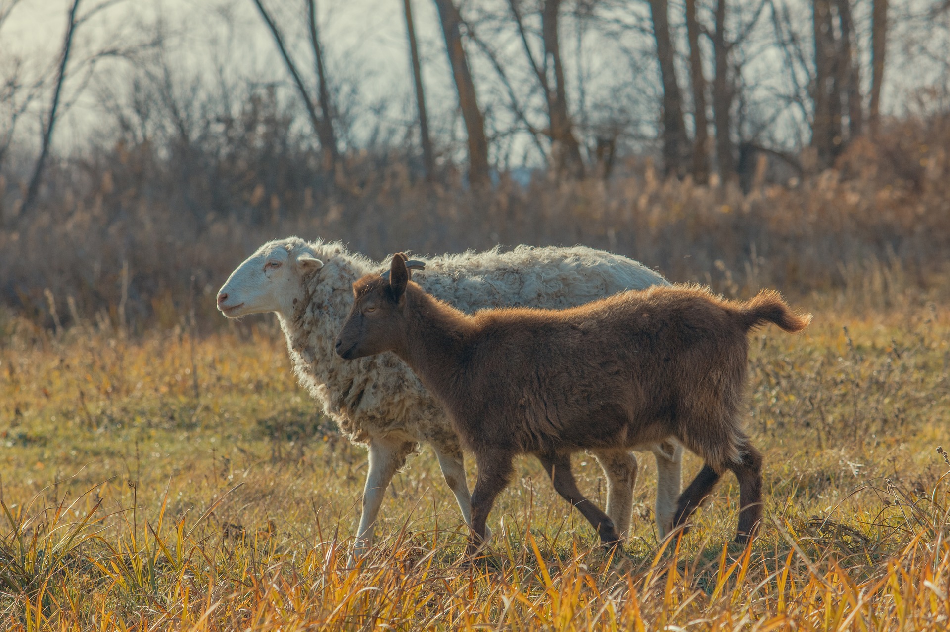 Les moutons peuvent-ils manger des aliments pour chèvres ?