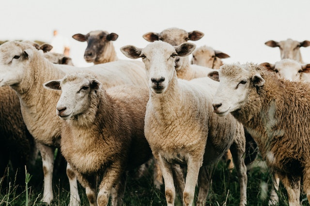 Laisser les moutons dehors sous la pluie : tout ce que vous devez savoir