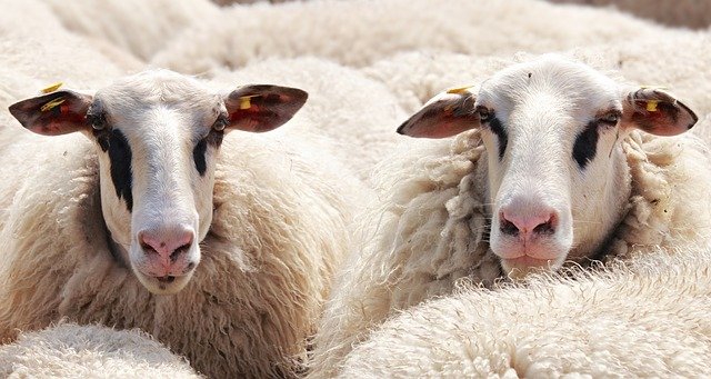 La tonte fait-elle du mal aux moutons ? Ou est-elle en fait bénéfique ?