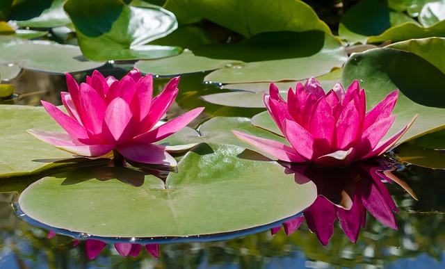 Les étangs de jardin attirent-ils les moustiques ? (Réponse rapide)