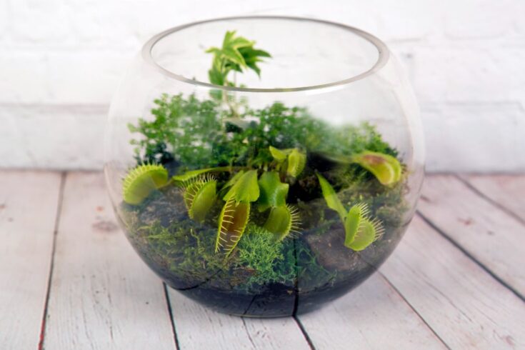 Plante carnivore dans un bol en verre.