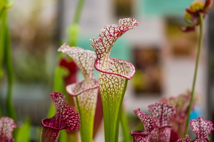 Plante de sarracénie à trompette blanche dans le jardin.