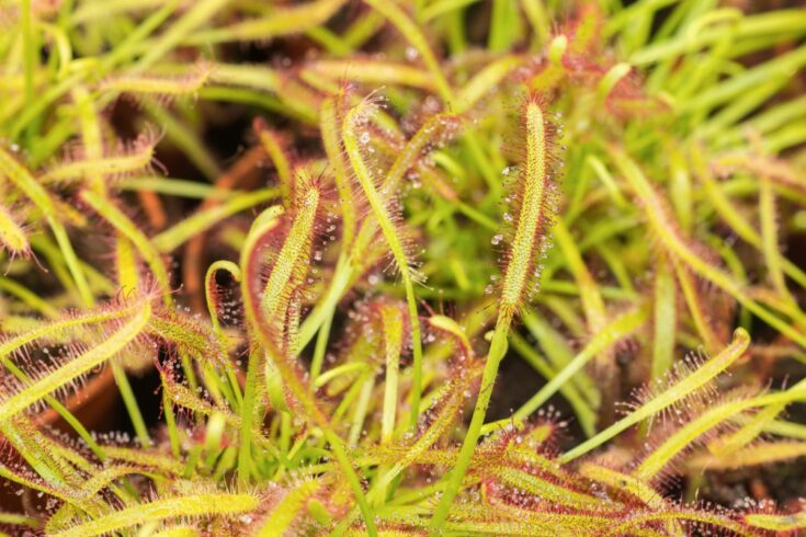 Plante carnivore Sundew avec de la rosée.