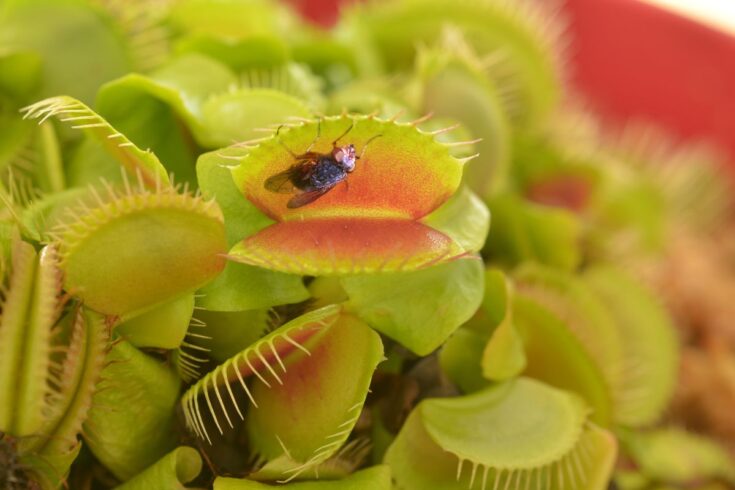 Une mouche du vinaigre avec une mouche domestique.