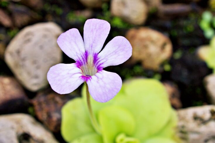  Les fleurs de grassettes poussent sur les rochers.