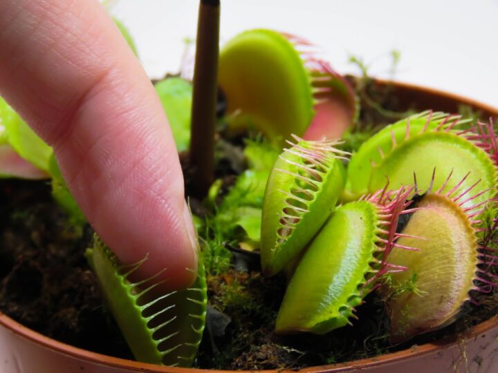 Un homme pose son doigt sur le Venus flytrap.