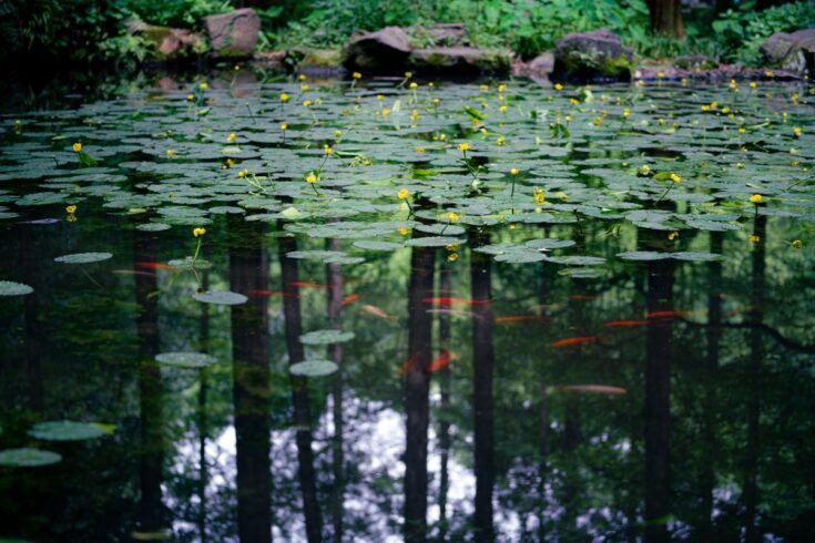 L'utriculaire sur un étang avec des poissons.