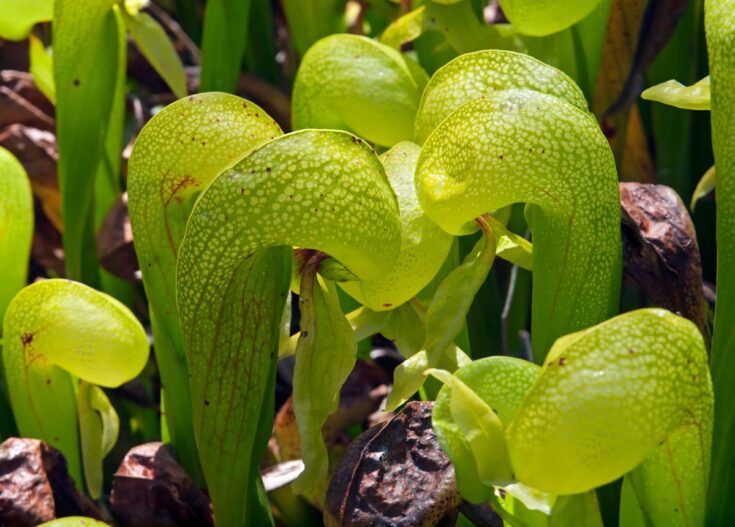 Une plante carnivore appelée Cobra lily.