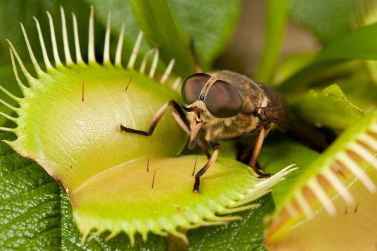 Une mouche domestique au sommet d'une plante carnivore.