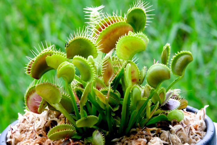 Plante domestique mangeuse d'insectes sur un pot.