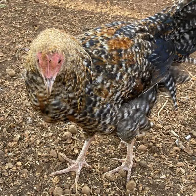 mignon poulet de cour arrière