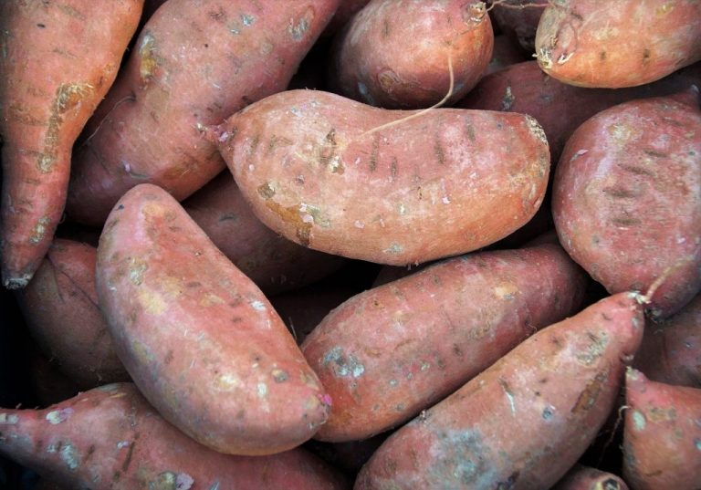 Combien de patates douces une plante produit-elle ?