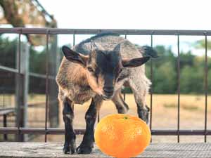 Les chèvres peuvent-elles manger des oranges et des agrumes ?