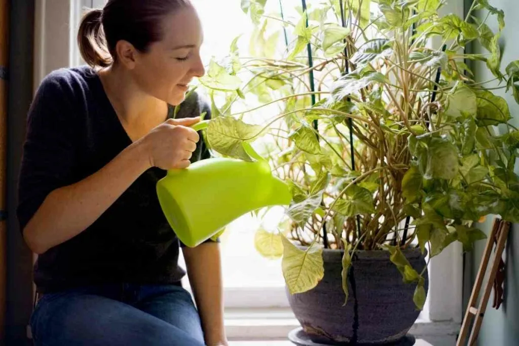 L'alcool est mauvais pour les plantes