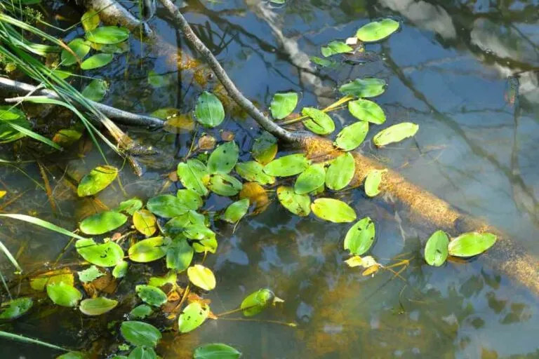 Potamot d'Amérique dans un étang