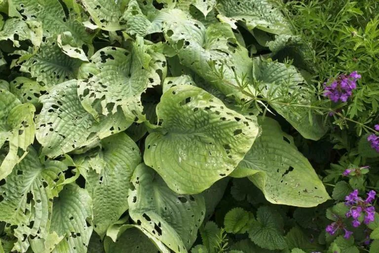 Plante malade avec des trous dans les feuilles