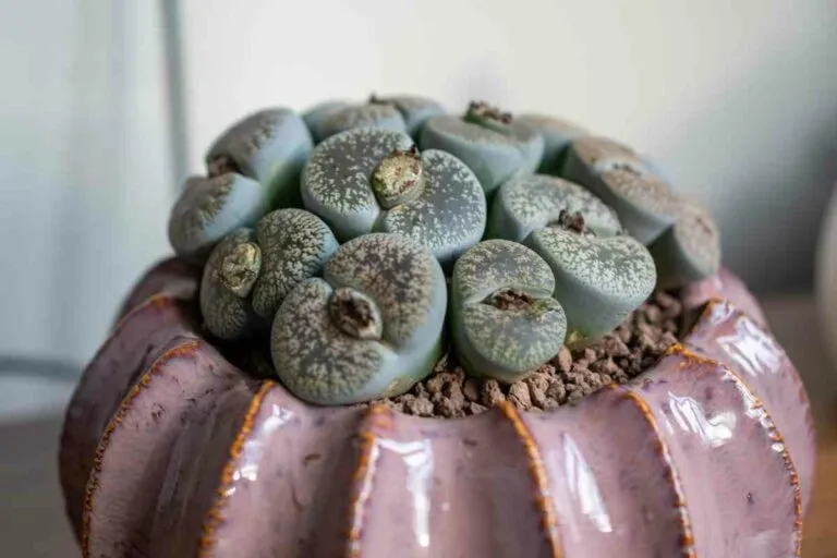 Petite succulente Lithops dans un pot