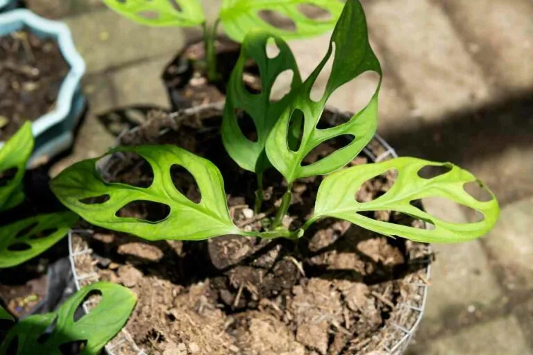 Jolies plantes à feuilles trouées