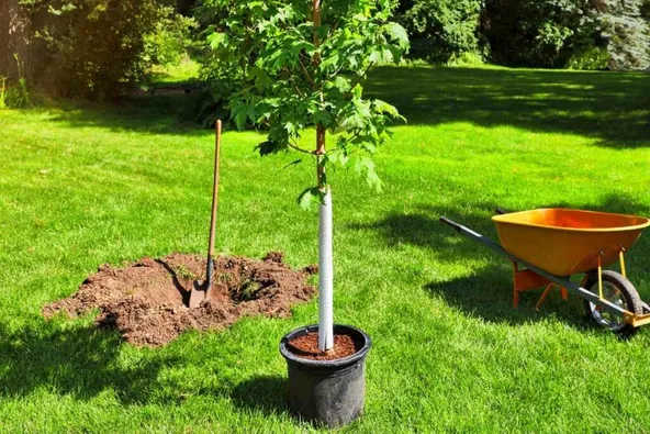 Maple tree planting tips