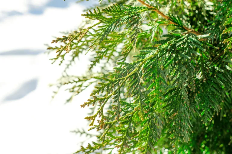 Conifer Tree