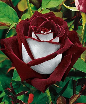 20 Rare Osiria Hybrid Tea Rose Seeds, Exotic Rare Dragon Rose Flower Seeds Fresh