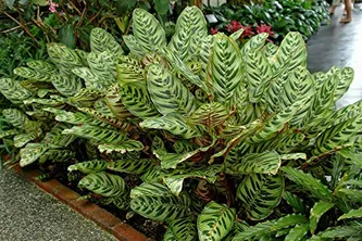 Peacock Plant - Live Plant in a 4 Inch Pot - Calathea Makoyana- Beautiful Easy to Grow Air Purifying Indoor Plant