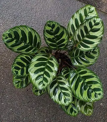 Peacock Plant - Live Plant in a 4 Inch Pot - Calathea Makoyana- Beautiful Easy to Grow Air Purifying Indoor Plant