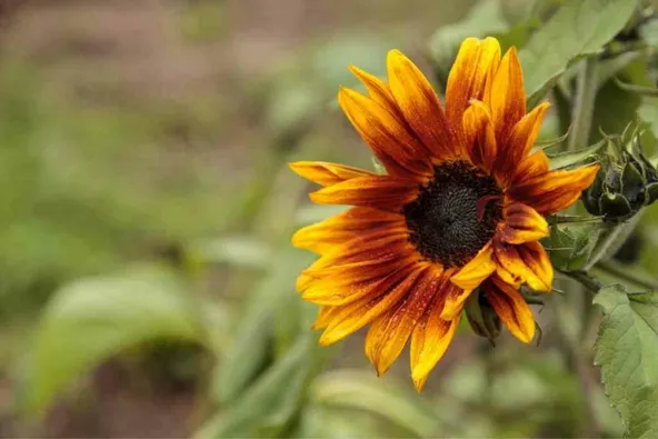 Little Becka dwarf sunflowers