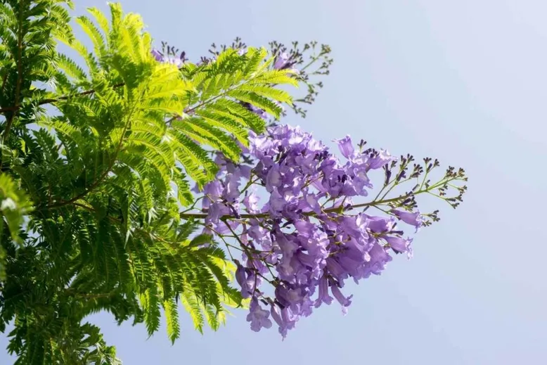 Jacaranda mimosifolia