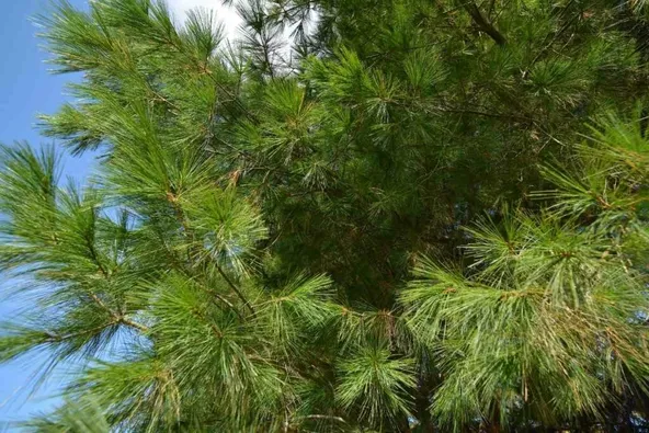 Black Pine Trees