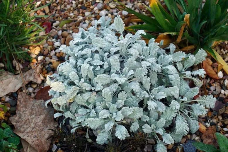 Patridge Feather plant