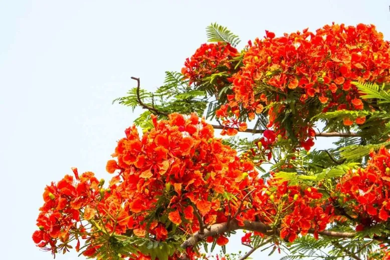 Royal Poinciana