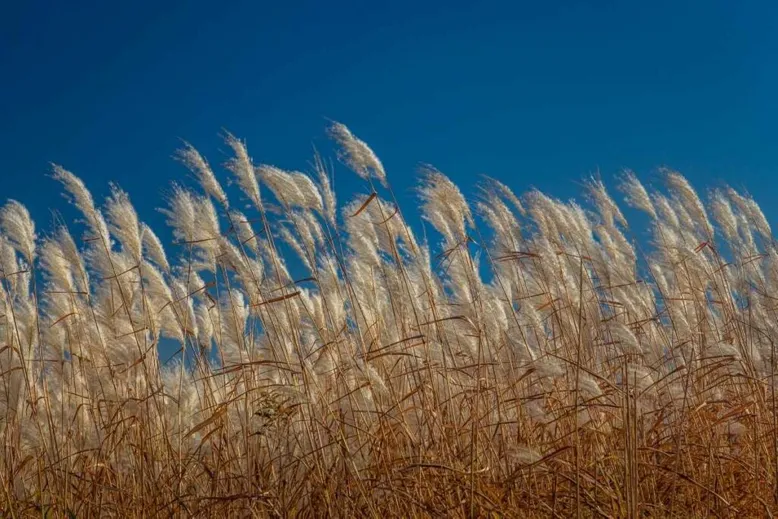 Feather Reed Grass