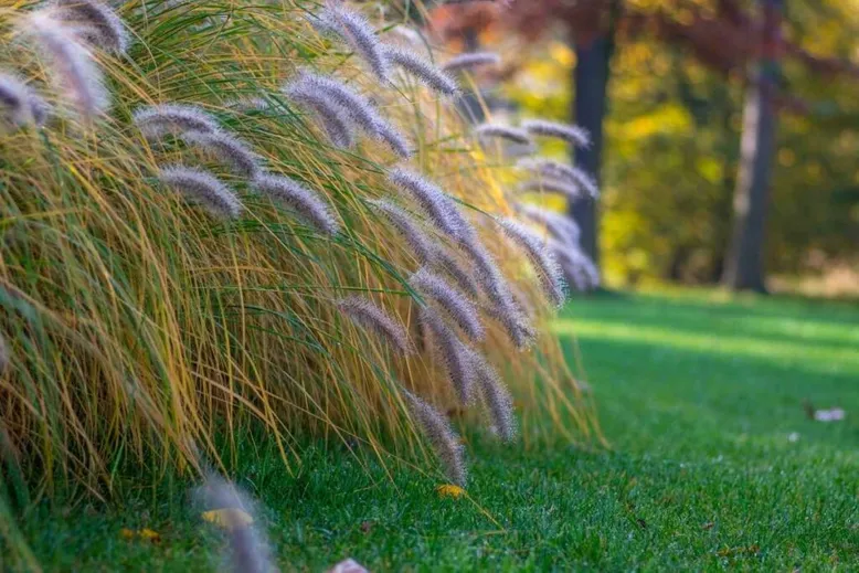 Fountain Grass