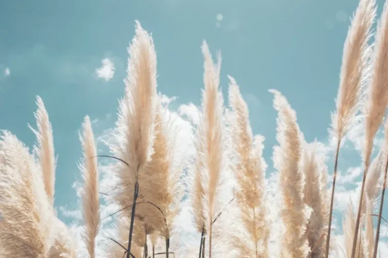 11 Plantes Étonnantes Qui Ressemblent À Des Plumes