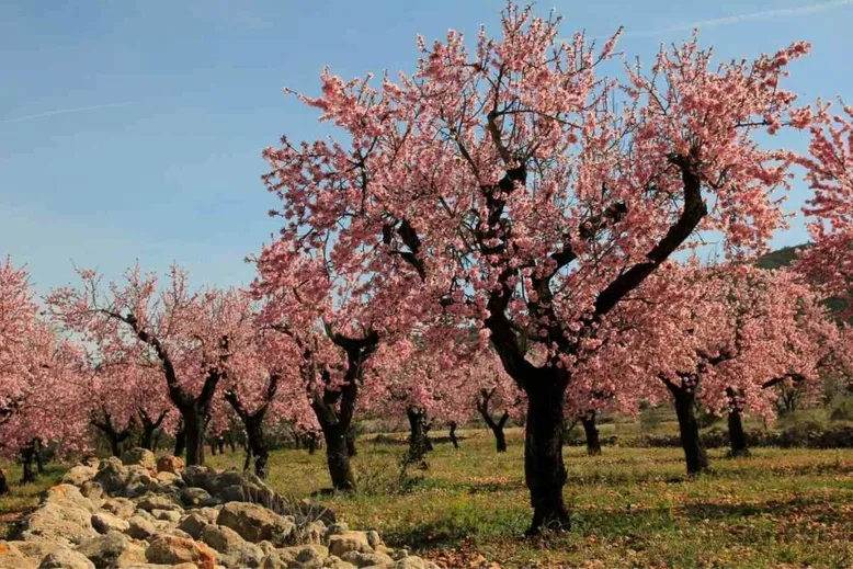 Almond tree flowering