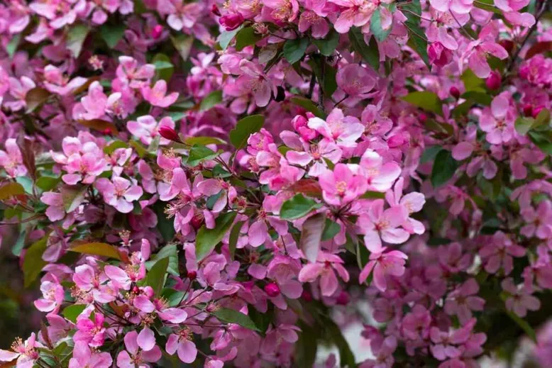 Apple tree flowers like Japanese cherry blossom