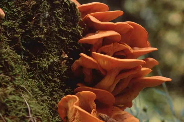 Backyard mushrooms