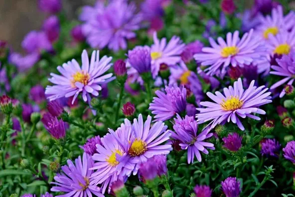 Asters purple