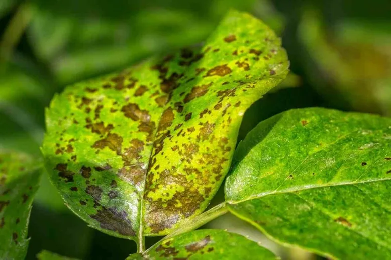 Bacterial leaf spot plant problem