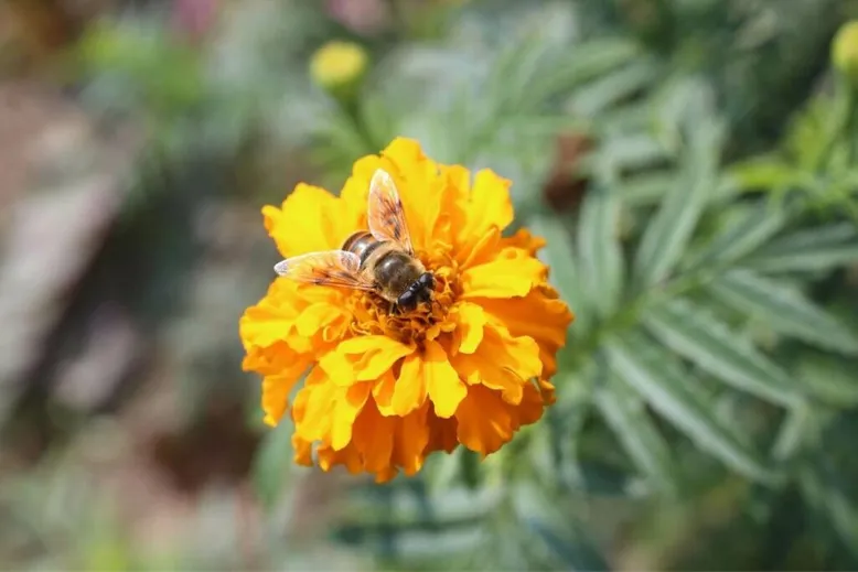 Bees like Marigolds a lot