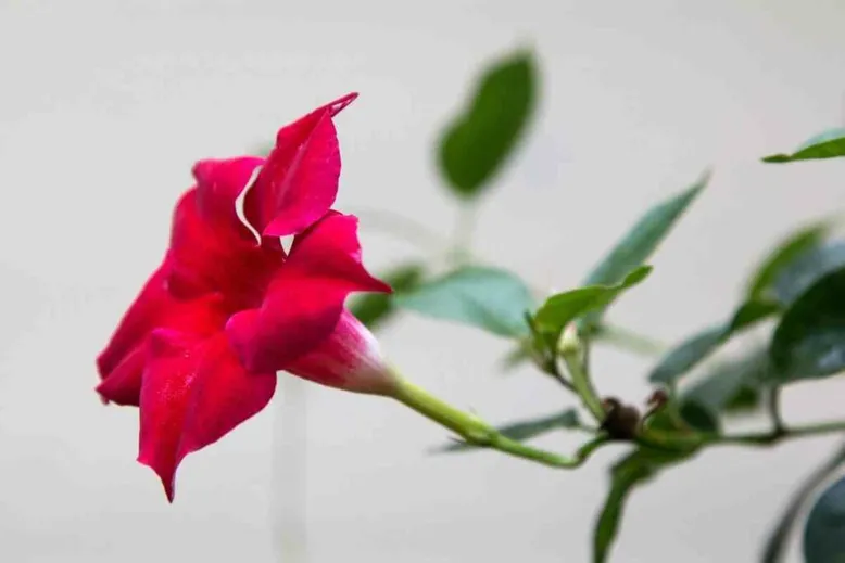 Growing Mandevilla vine at home