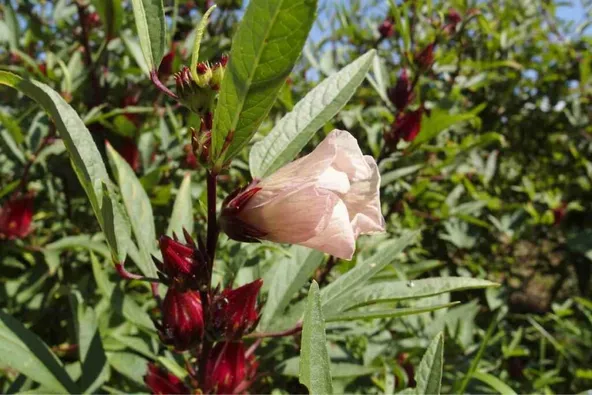 Best place for Roselle plant