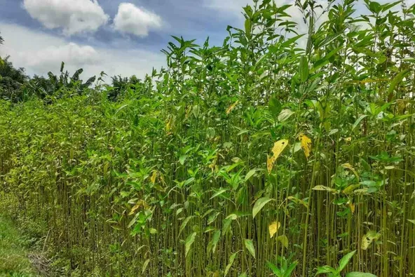 Time to plant Jute leaves