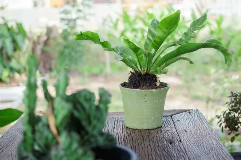 Birds Nest Fern plant in a pot