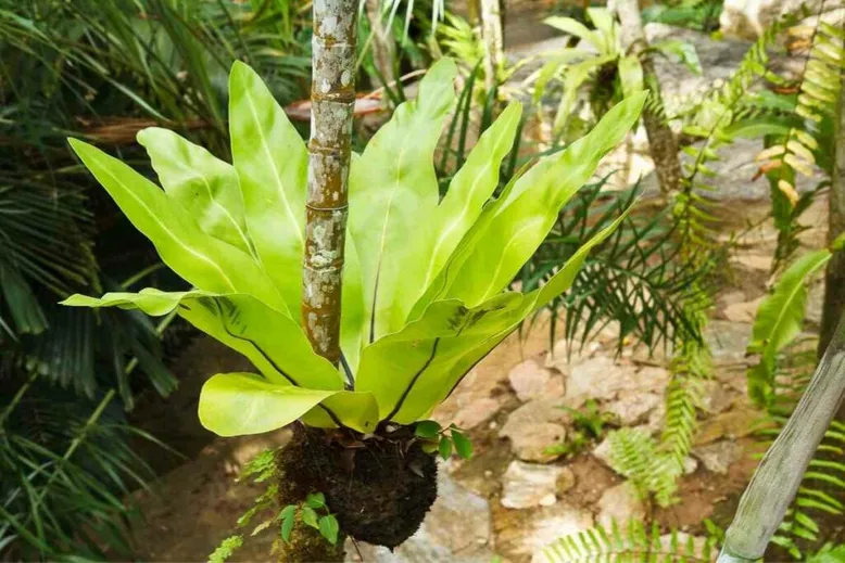 Birds nest fern problems solution