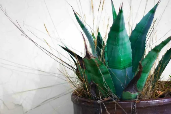 Blue agave house plant