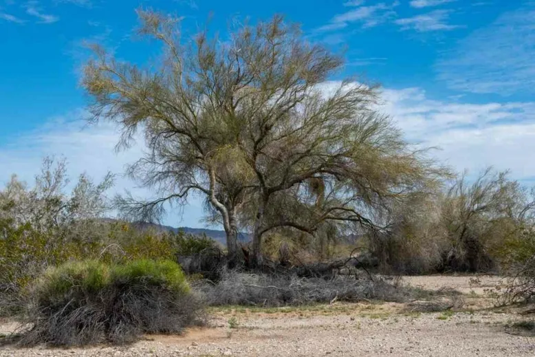 Blue Palo Verde green bark