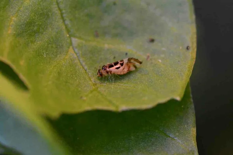 Booklice pests in home